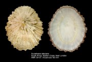 Scutellastra tabularis